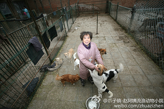 爪子鎮趙阿姨流浪動物救助小院-待領養貓狗