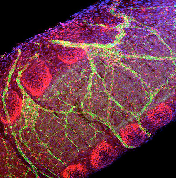 [副本]精度与可塑性的交互作用：发育与再生论坛——邀请函