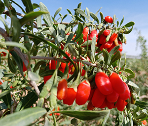 百瑞源头茬枸杞熟啦