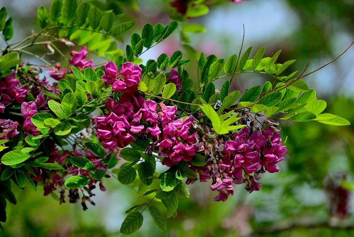 香花槐