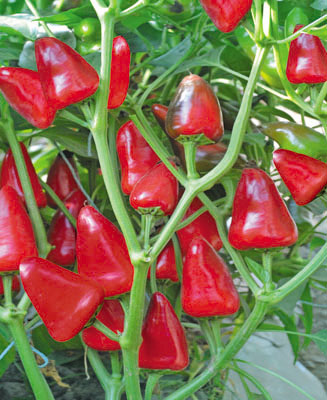 中农绿亨简介_轻app制作软件- 兔展H5作品