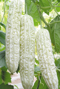 中农绿亨简介_轻app制作软件- 兔展H5作品