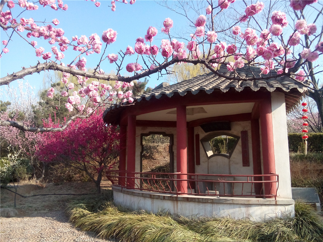 雪山梅園