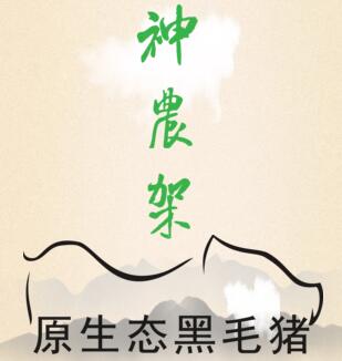 神农架原生态黑毛猪